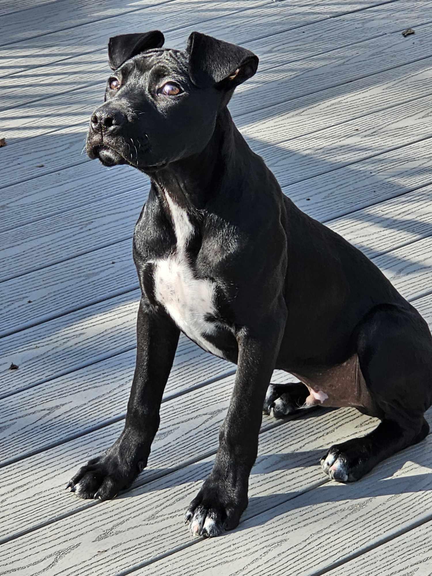 Enlarge Dante, an adopted mixed breed in Nottingham, MD image 4/6