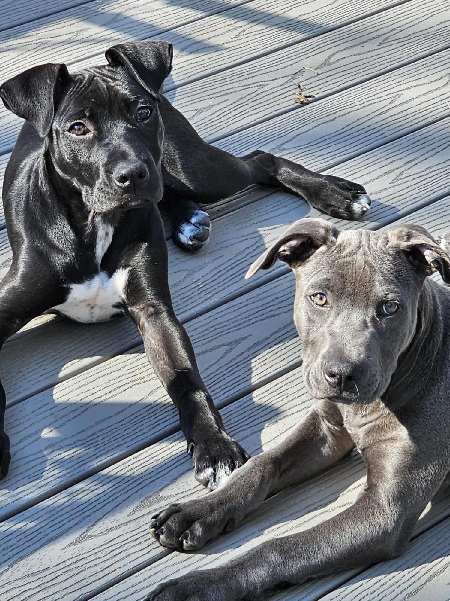 Dante, adopted, Puppy Male Pit Bull Terrier.