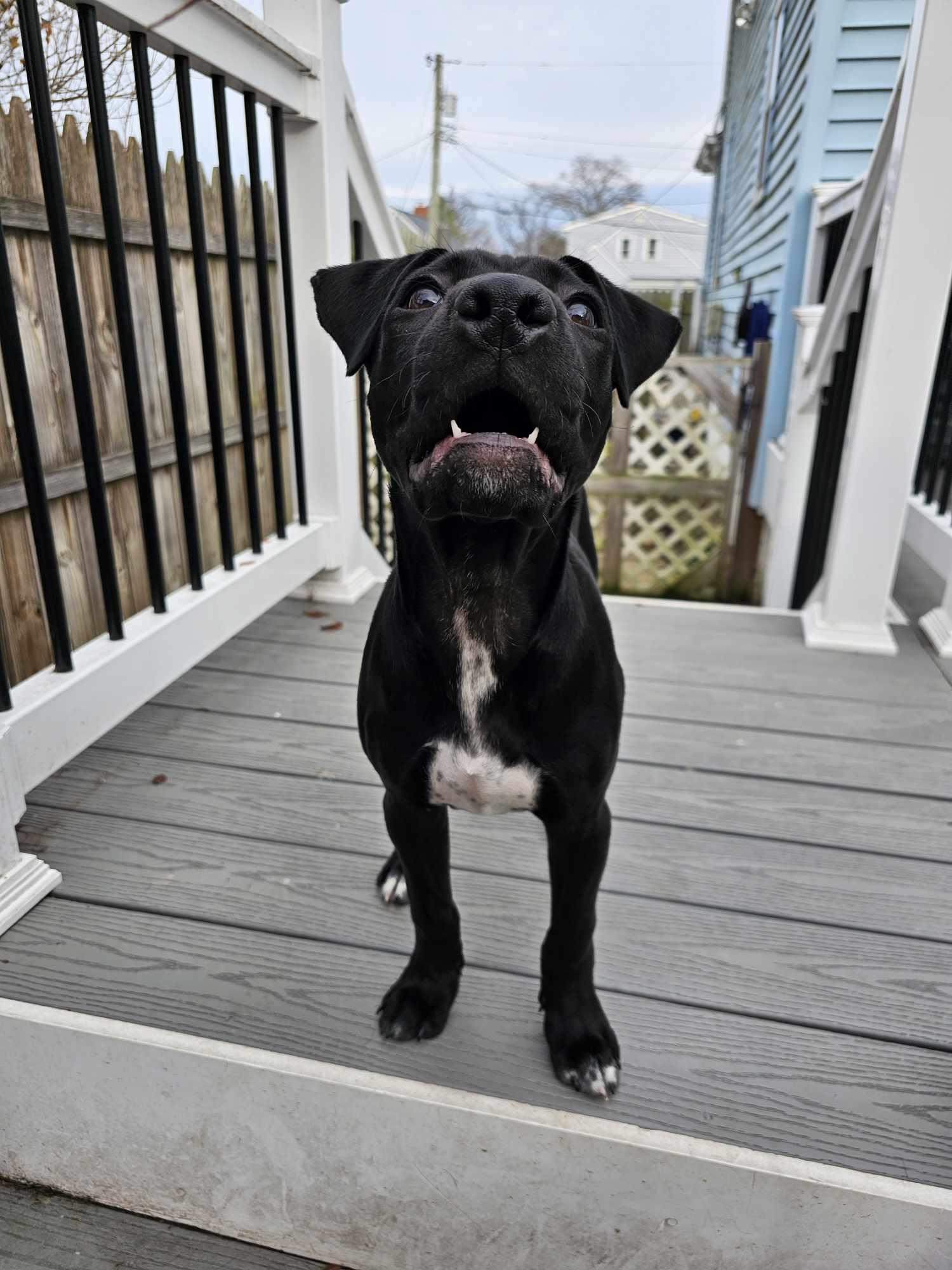 Enlarge Dante, an adopted mixed breed in Nottingham, MD image 2/6