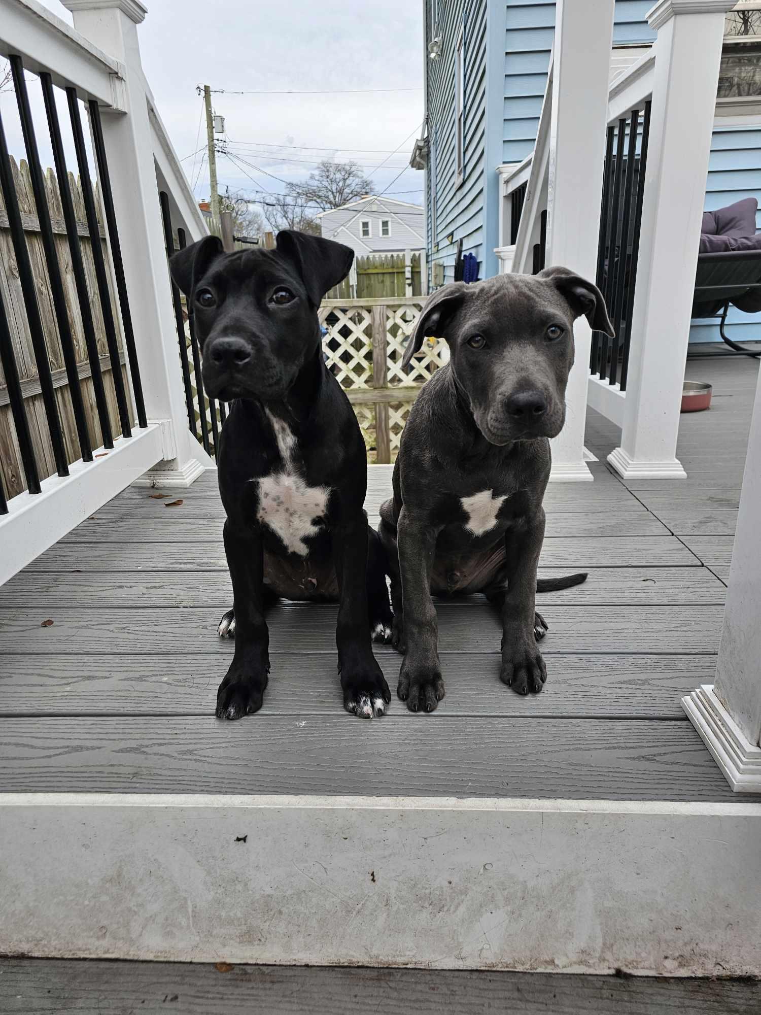 Enlarge Dante, an adopted mixed breed in Nottingham, MD image 3/6