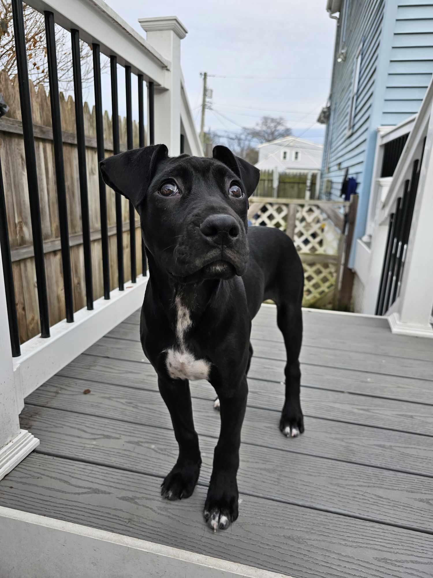 Enlarge Dante, an adopted mixed breed in Nottingham, MD image 6/6