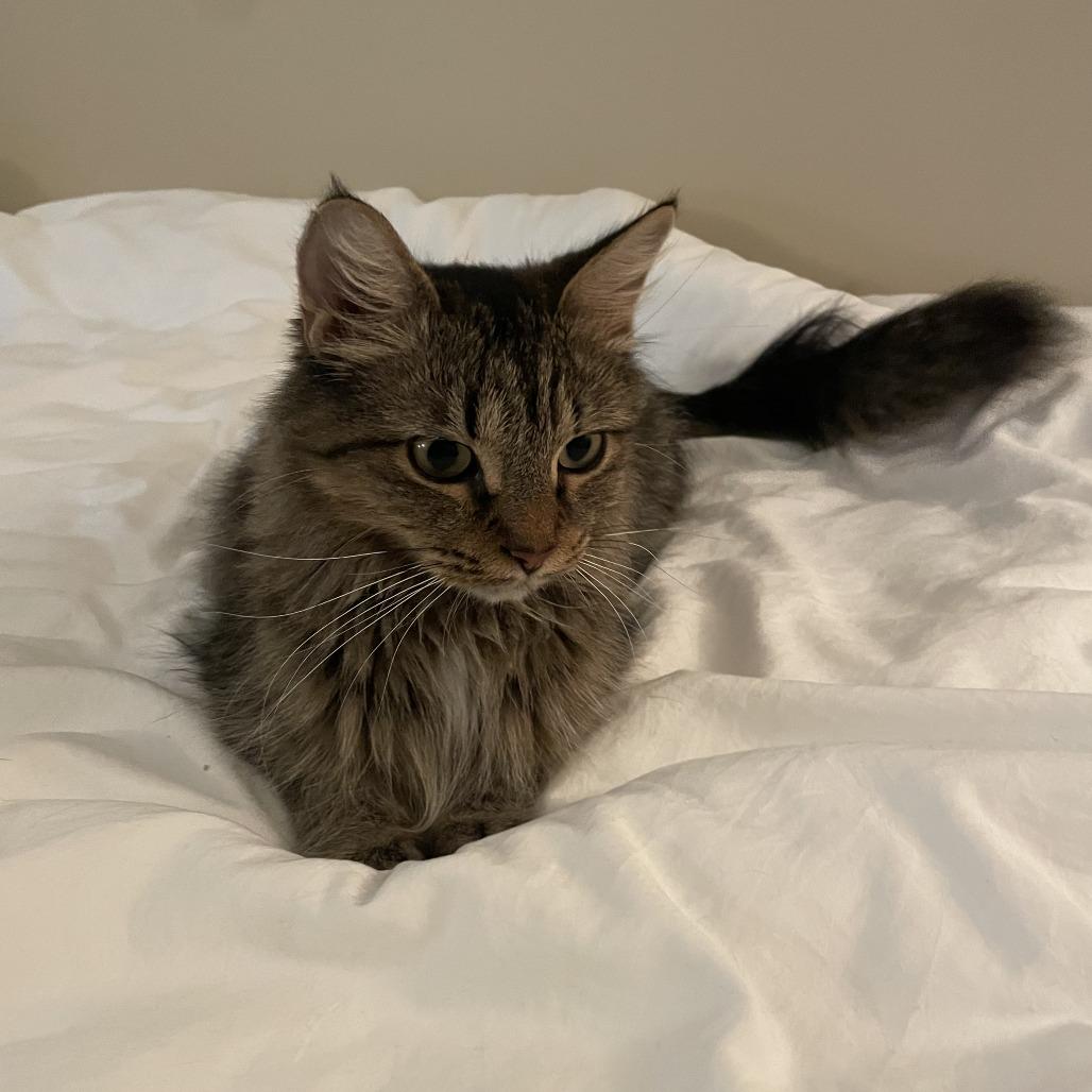 Enlarge Ruby, a Adoptable Domestic Medium Hair in Deerfield, IL image 1/5