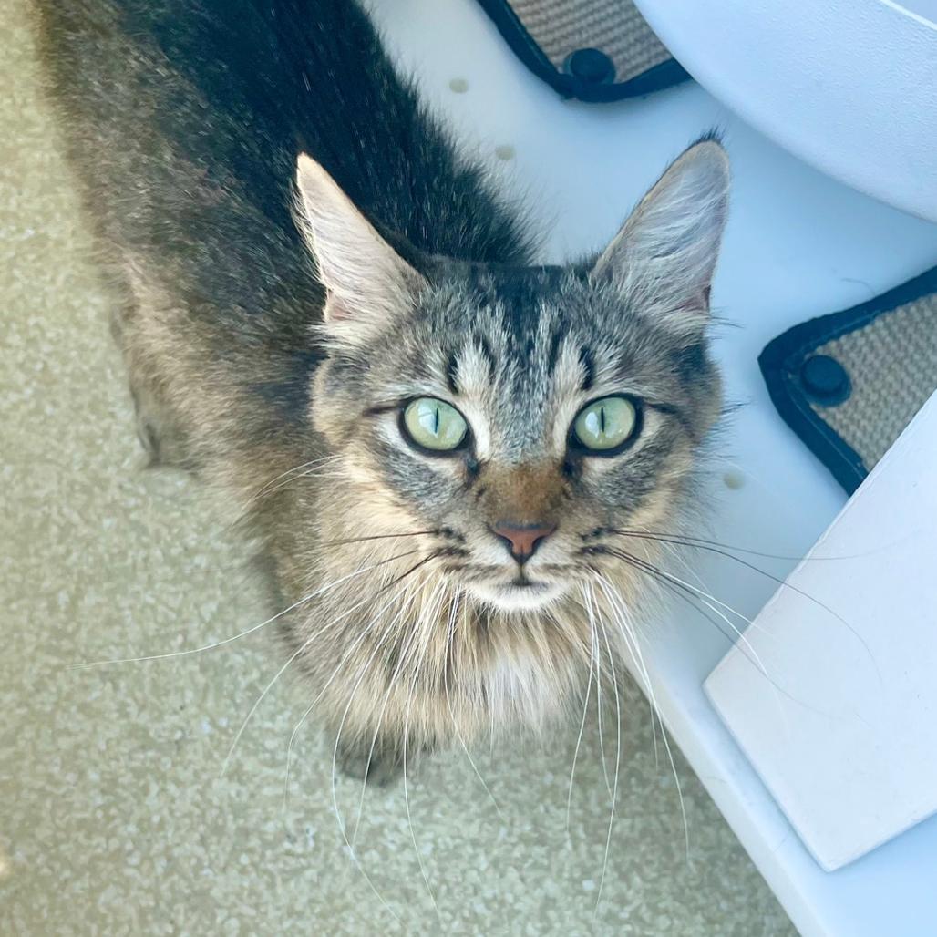 Enlarge Ruby, a Adoptable Domestic Medium Hair in Deerfield, IL image 2/5