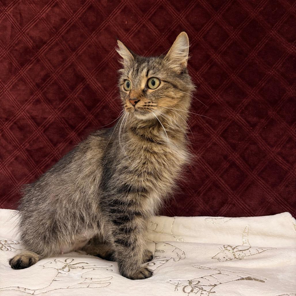 Enlarge Ruby, a Adoptable Domestic Medium Hair in Deerfield, IL image 3/5
