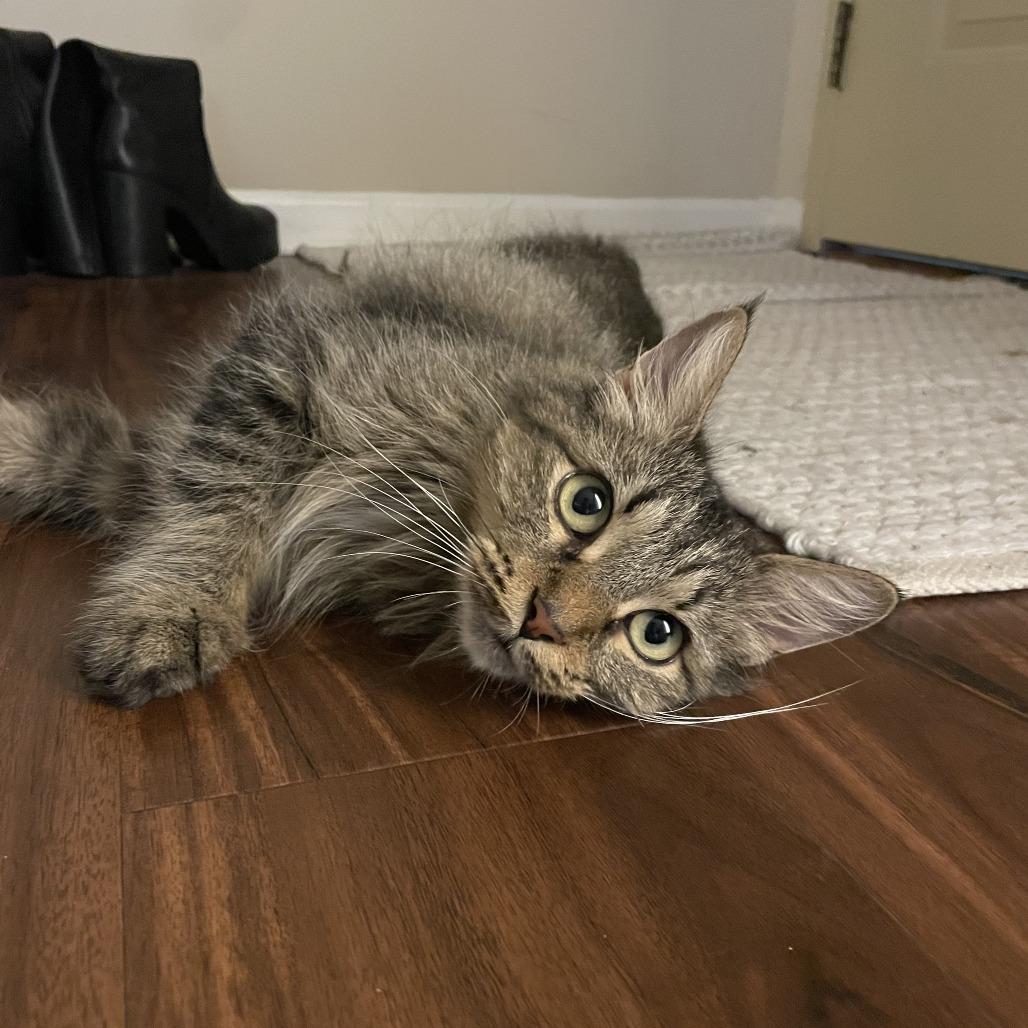 Enlarge Ruby, a Adoptable Domestic Medium Hair in Deerfield, IL image 4/5