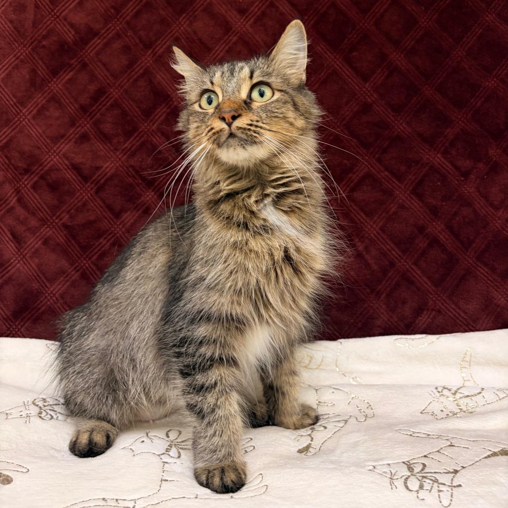 Enlarge Ruby, a Adoptable Domestic Medium Hair in Deerfield, IL image 5/5