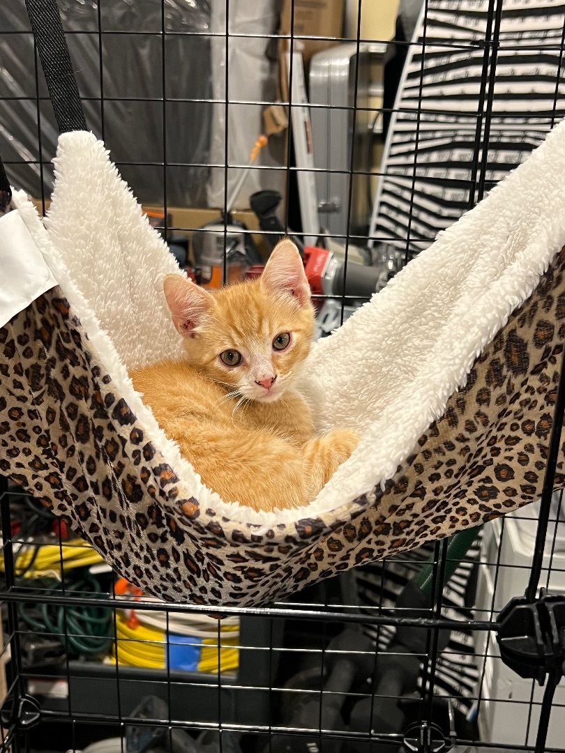 Georgie , Adopted, Kitten Male Domestic Short Hair.