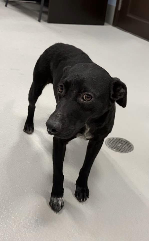Enlarge Tony, a ADOPTABLE mixed breed in Brattleboro, VT image 2/3