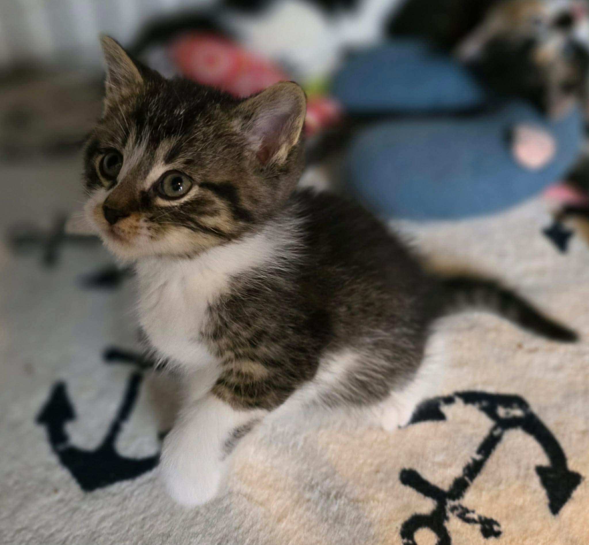 Enlarge Aspen, an adoptable Domestic Short Hair in Terrebonne, QC image 4/6