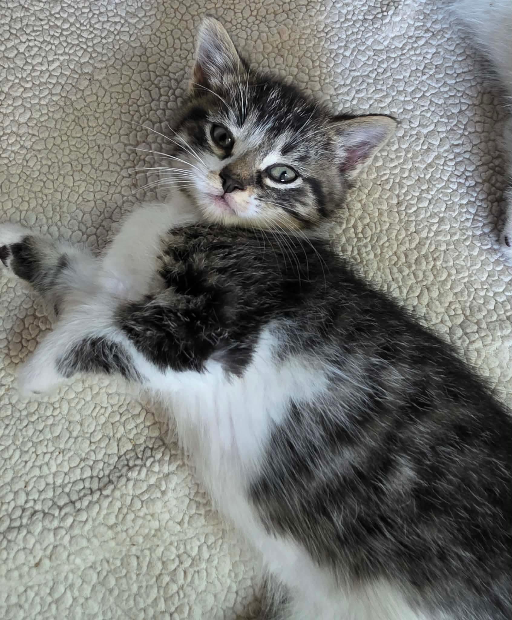 Enlarge Aspen, an adoptable Domestic Short Hair in Terrebonne, QC image 1/6
