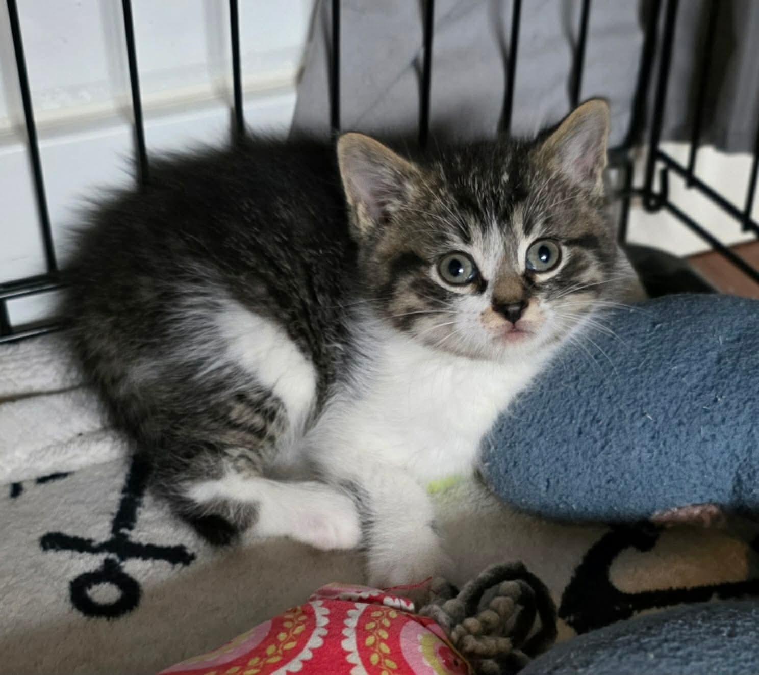Enlarge Aspen, an adoptable Domestic Short Hair in Terrebonne, QC image 3/6