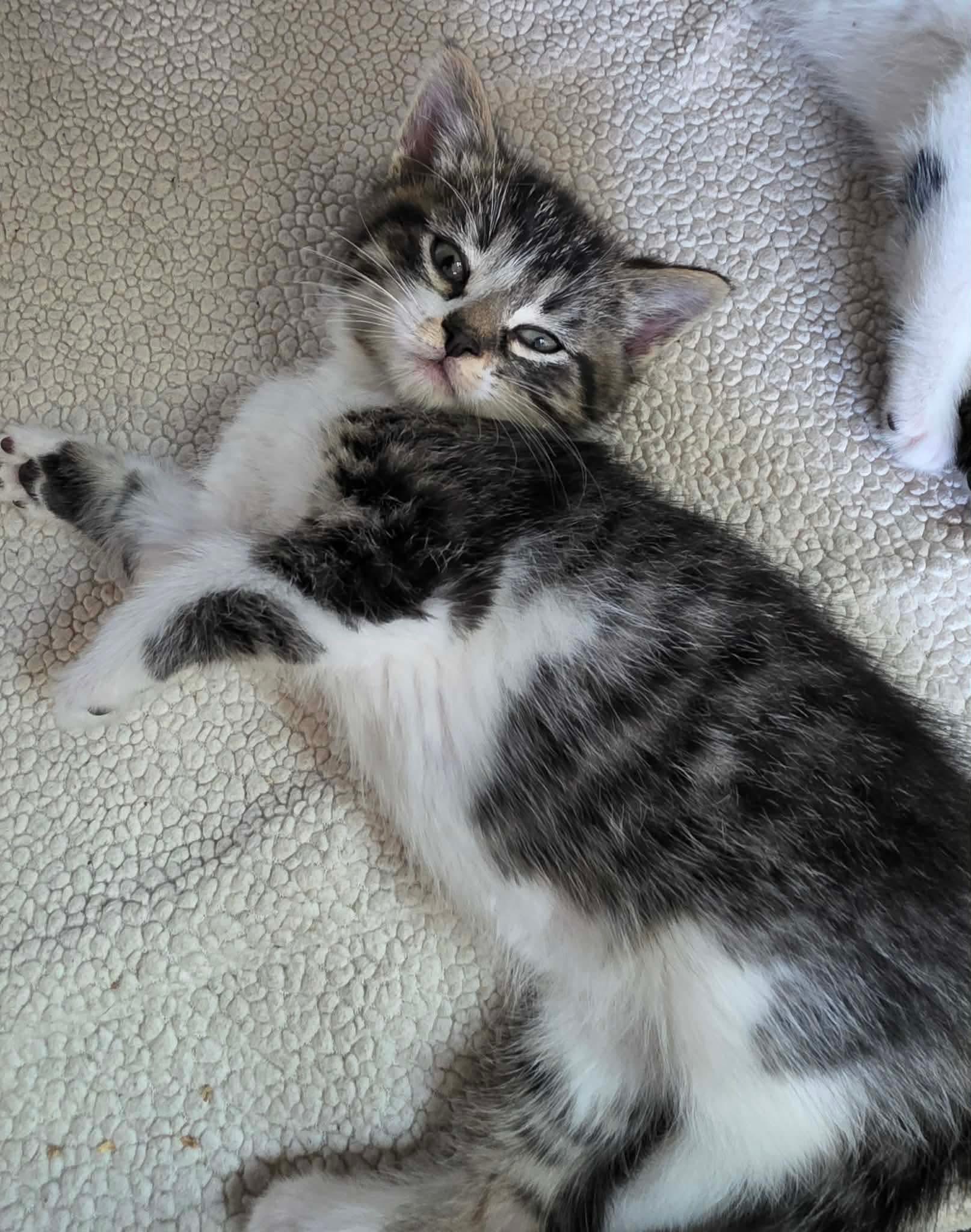 Enlarge Aspen, an adoptable Domestic Short Hair in Terrebonne, QC image 6/6