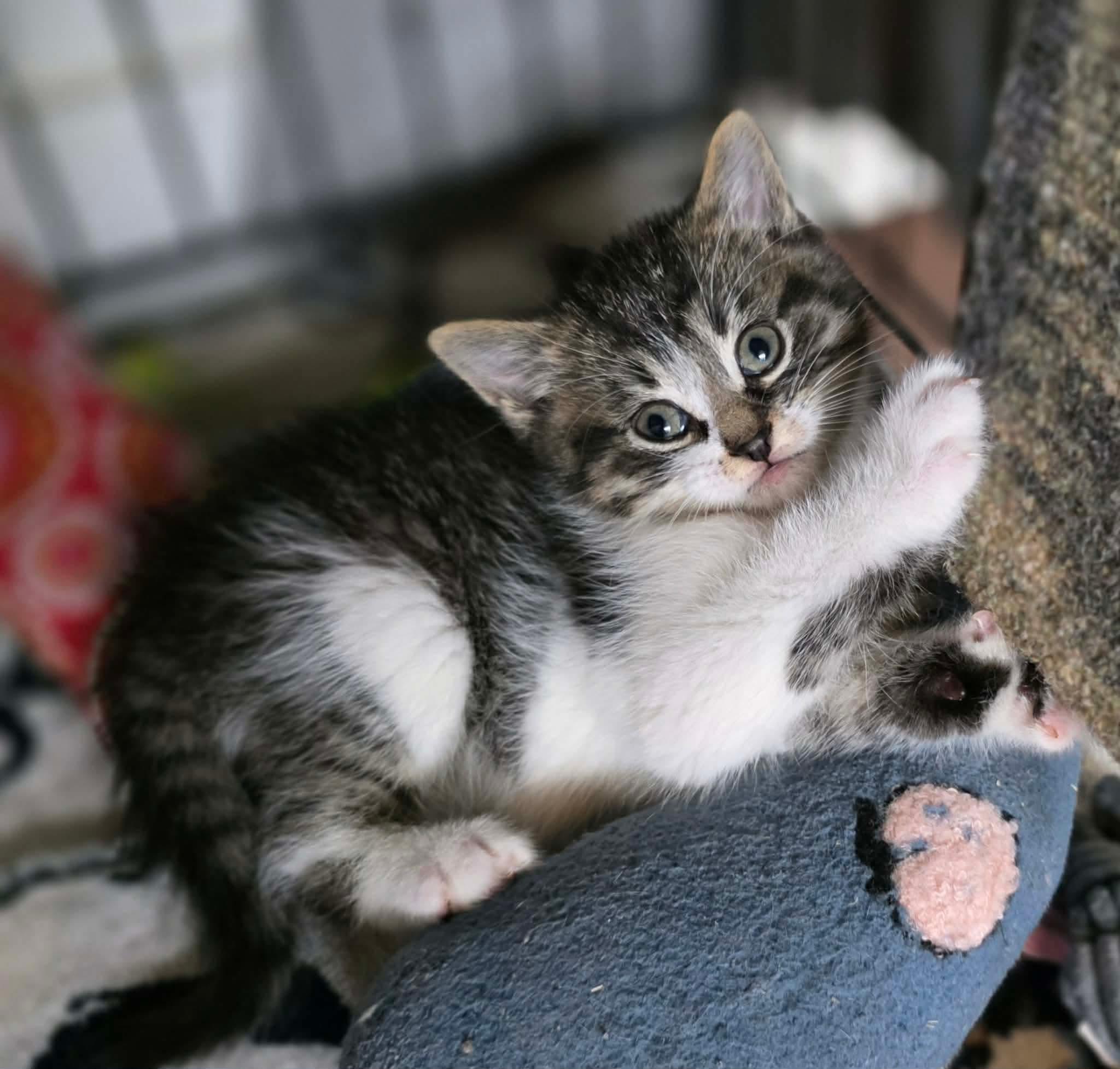 Enlarge Aspen, an adoptable Domestic Short Hair in Terrebonne, QC image 2/6