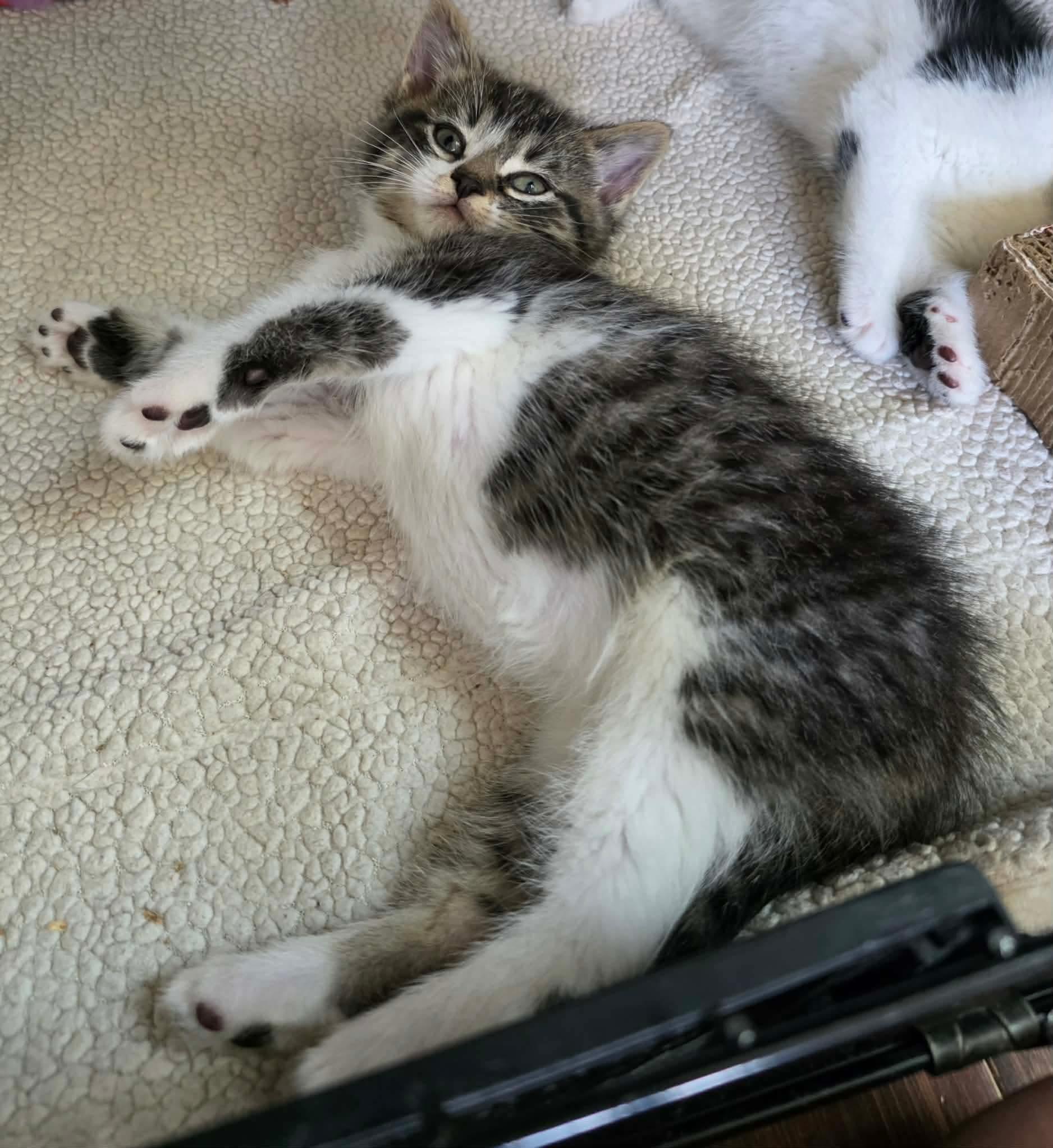 Enlarge Aspen, an adoptable Domestic Short Hair in Terrebonne, QC image 5/6