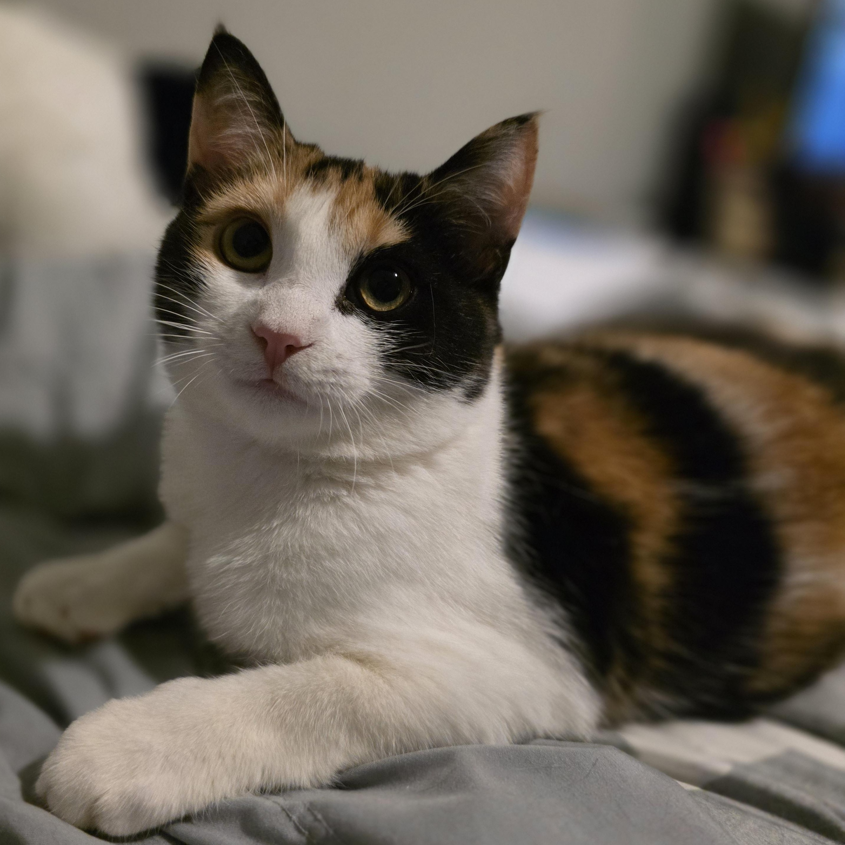 Rumi, Adoptable, Kitten Female Calico & Domestic Short Hair.