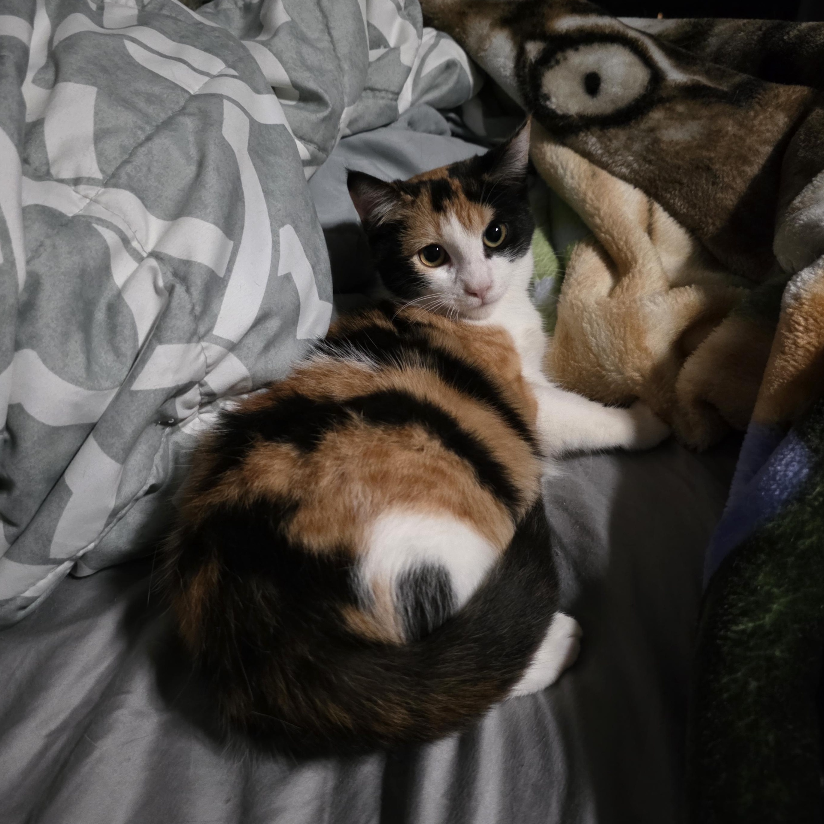 Enlarge Rumi, a Adoptable mixed breed in Mastic beach, NY image 3/5