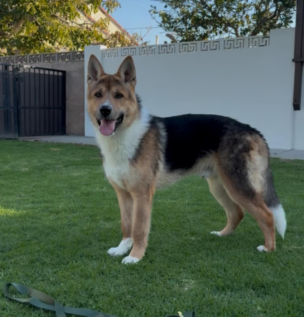 Enlarge Hunter, a Adoptable Belgian Shepherd / Malinois in Los Angeles, CA image 1/6