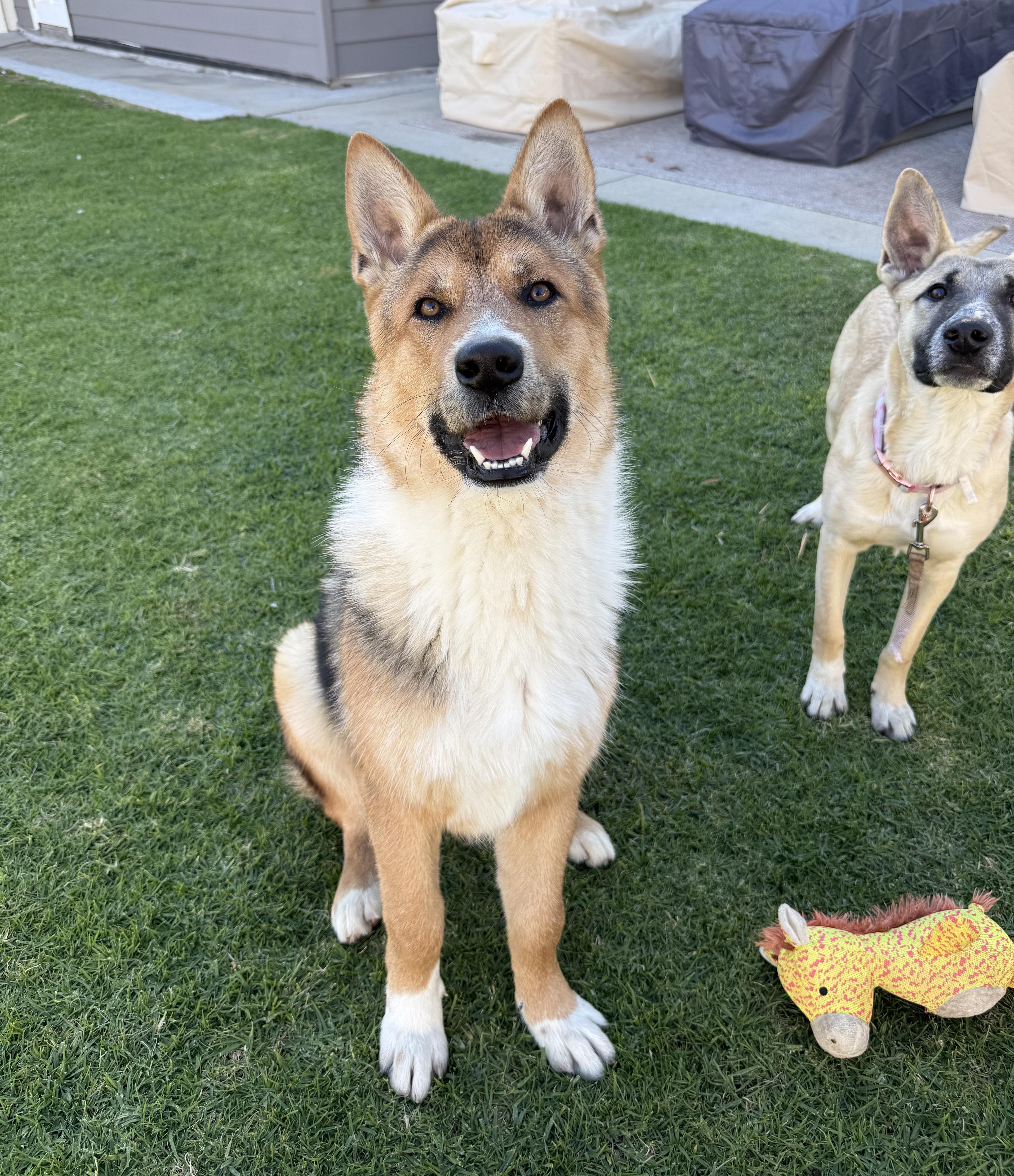 Enlarge Hunter, a Adoptable Belgian Shepherd / Malinois in Los Angeles, CA image 2/6