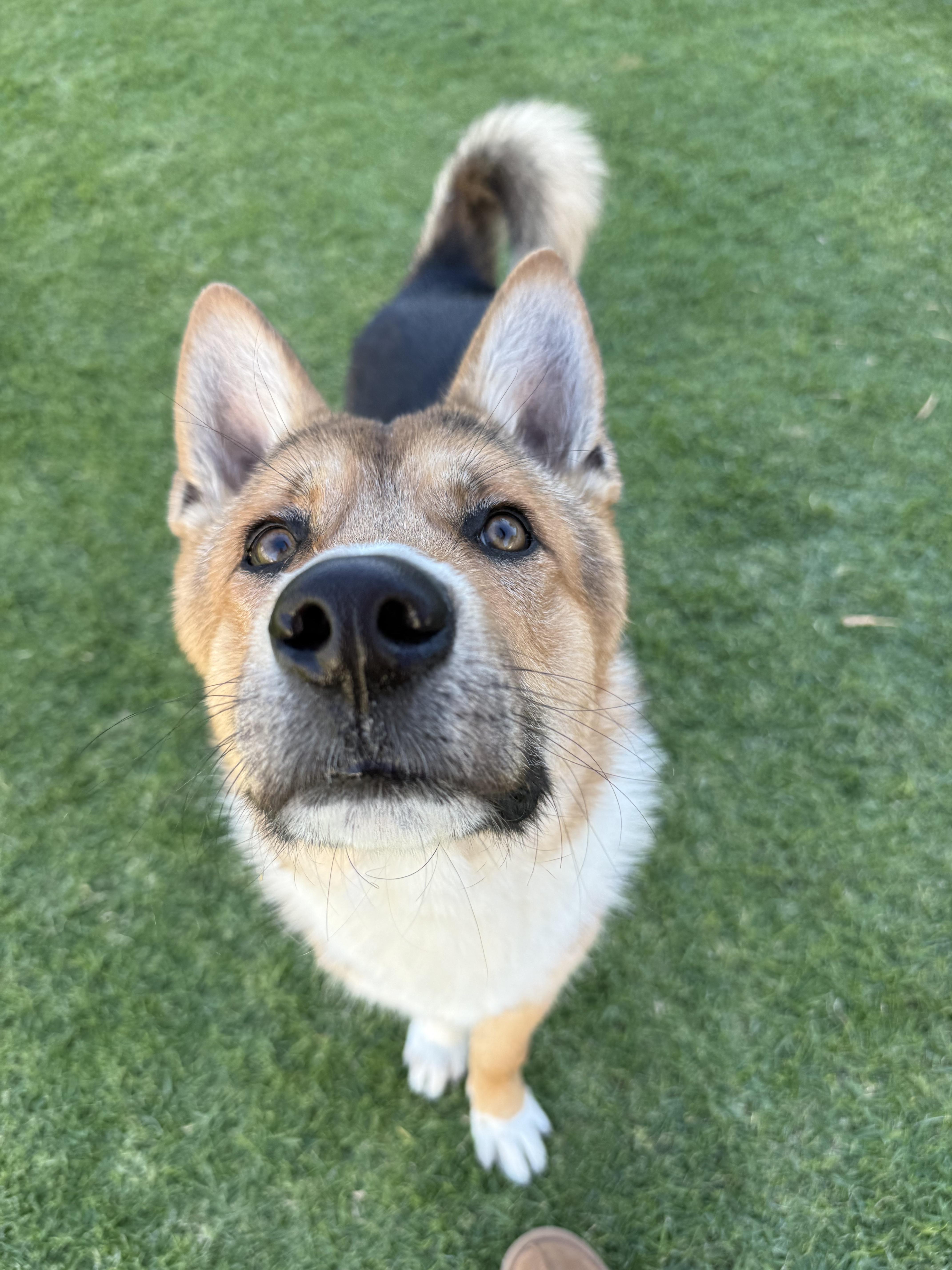 Enlarge Hunter, a Adoptable Belgian Shepherd / Malinois in Los Angeles, CA image 3/6