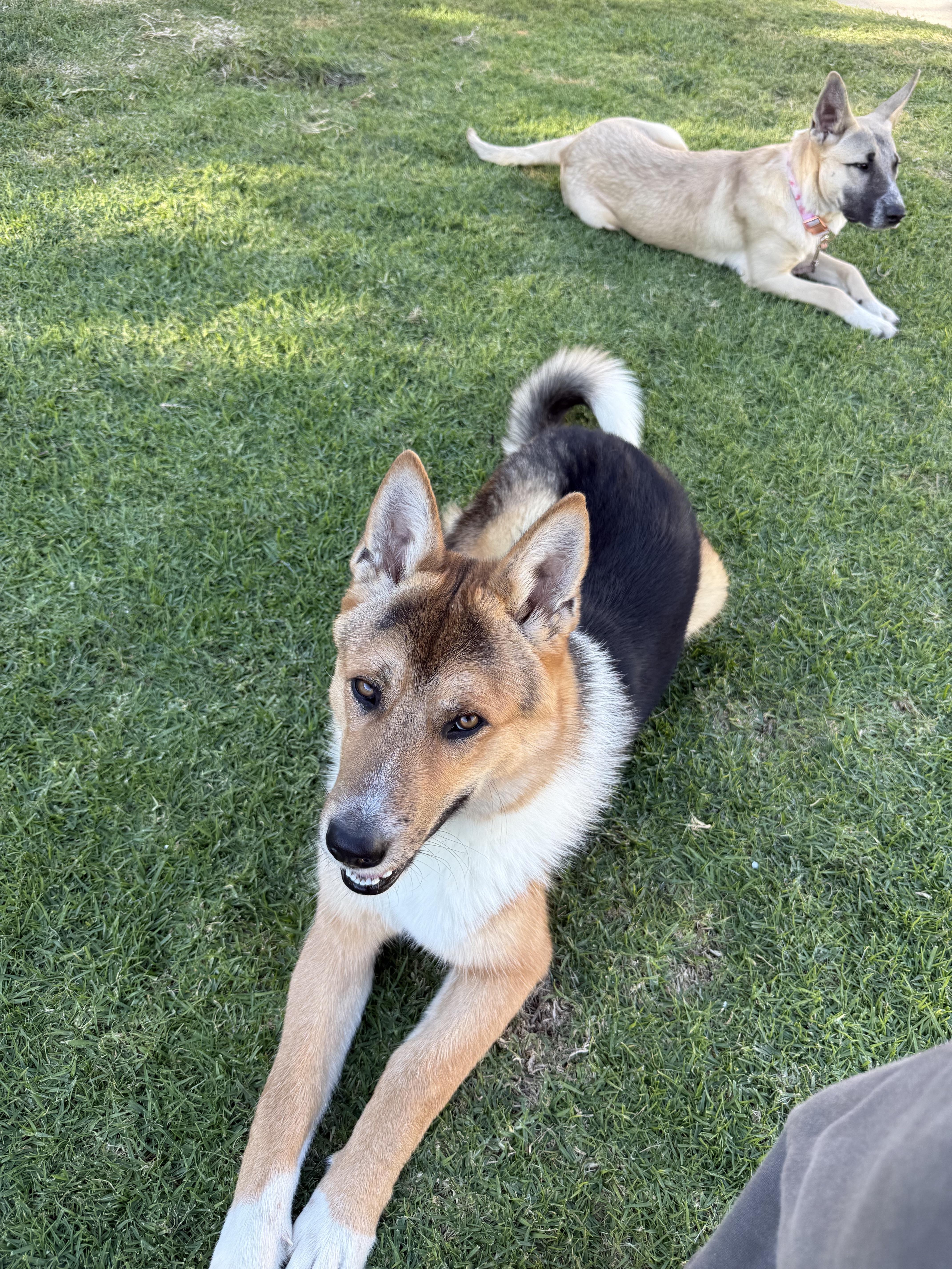 Enlarge Hunter, a Adoptable Belgian Shepherd / Malinois in Los Angeles, CA image 4/6