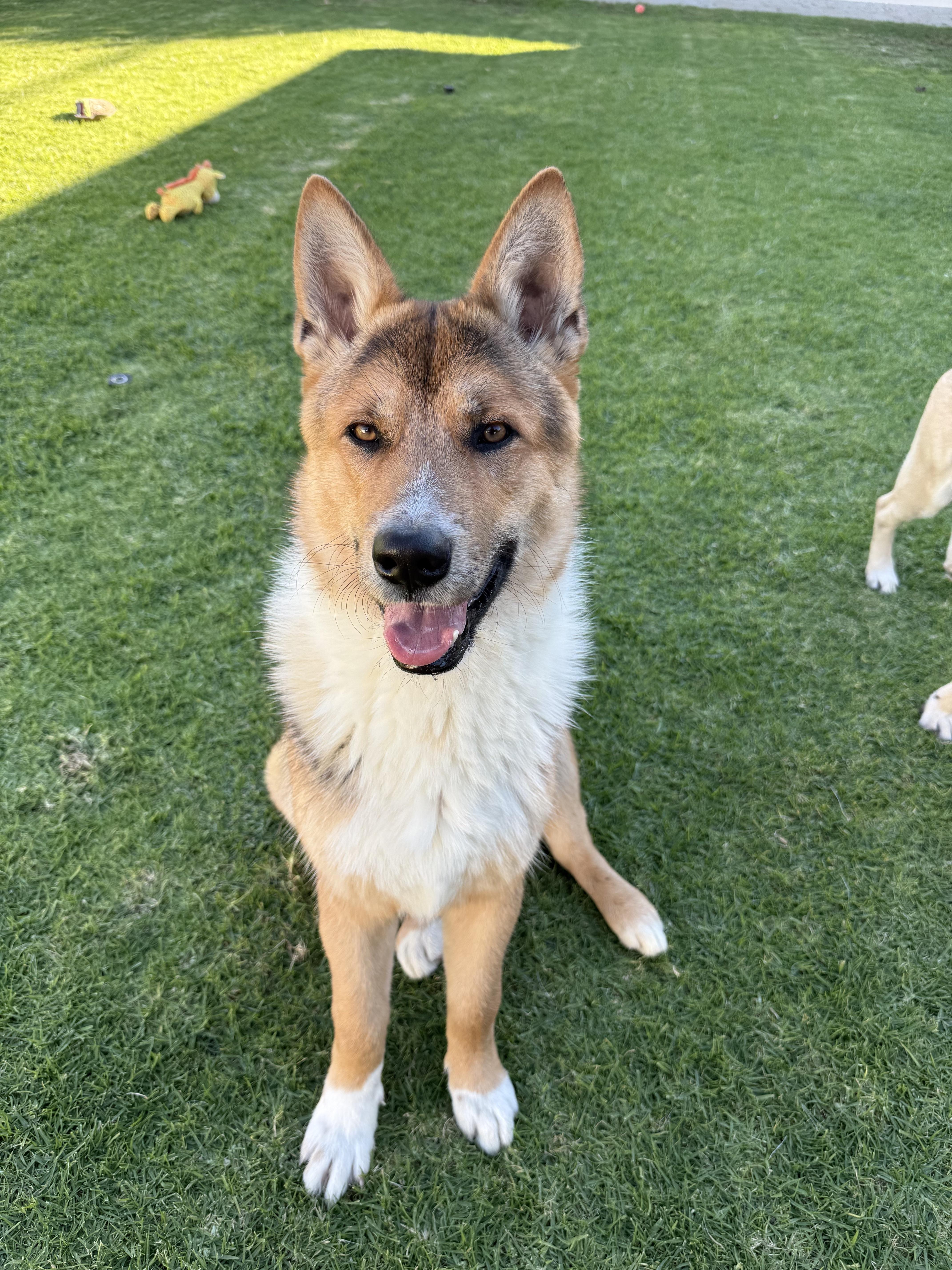 Hunter, Adoptable, Puppy Male Belgian Shepherd / Malinois.