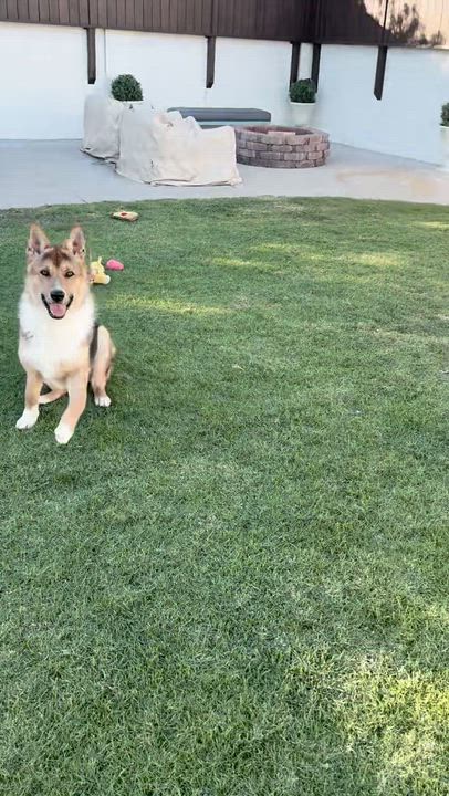 Enlarge Hunter, a Adoptable Belgian Shepherd / Malinois in Los Angeles, CA video 6/6