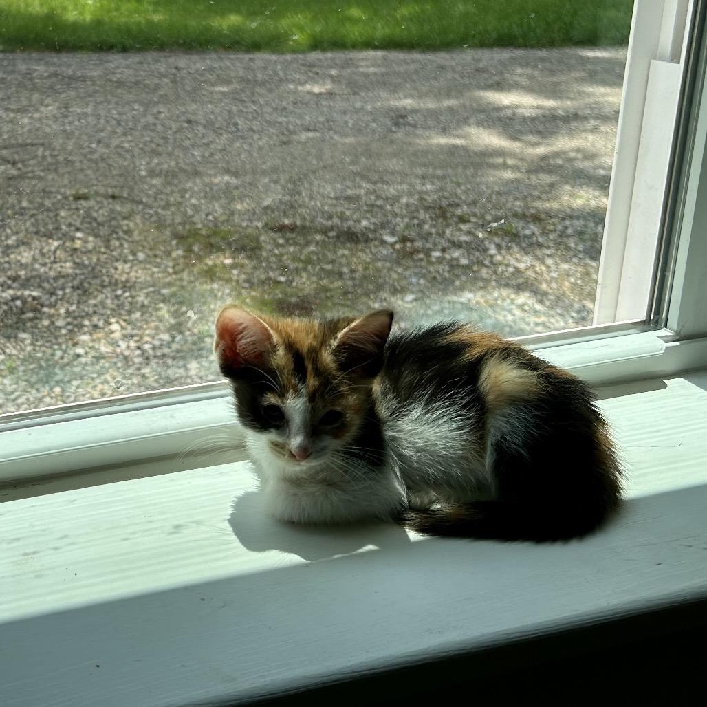 Enlarge Peanut, a Adoptable Domestic Short Hair in Pittsburg, KS image 1/2