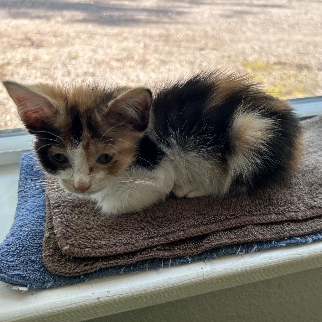 Enlarge Peanut, a Adoptable Domestic Short Hair in Pittsburg, KS image 2/2