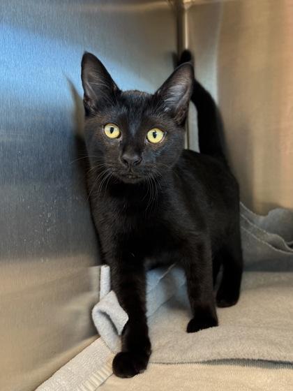 Binx, Adoptable, Kitten Male Domestic Short Hair.