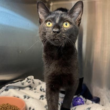 Binx, Adoptable, Kitten Male Domestic Short Hair.