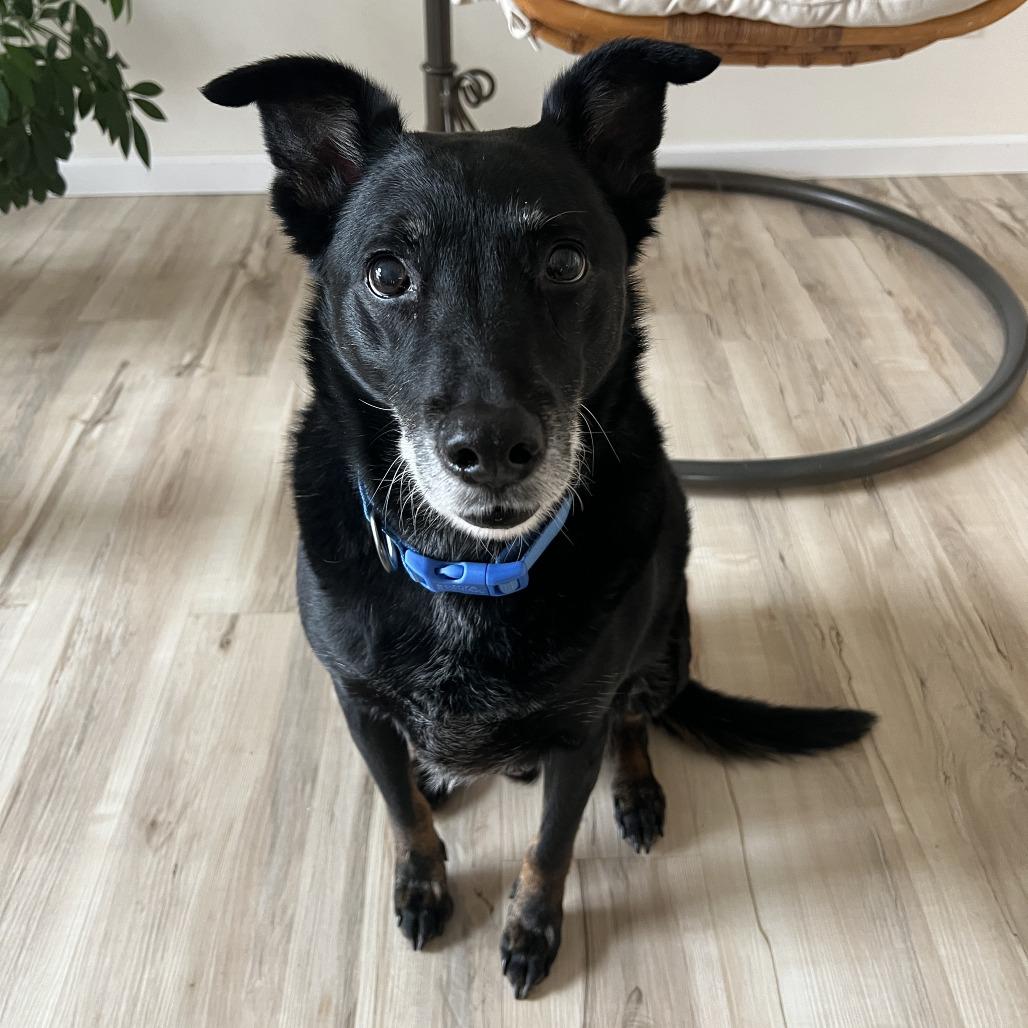 Stanley, a Adoptable Mixed Breed in Saint Cloud, MN image 1/6