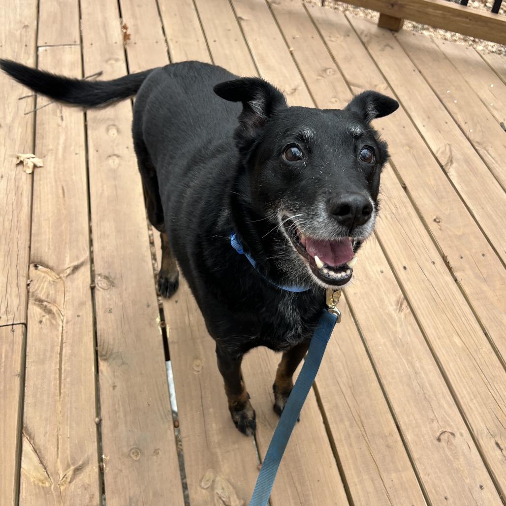 Stanley, a Adoptable Mixed Breed in Saint Cloud, MN image 2/6