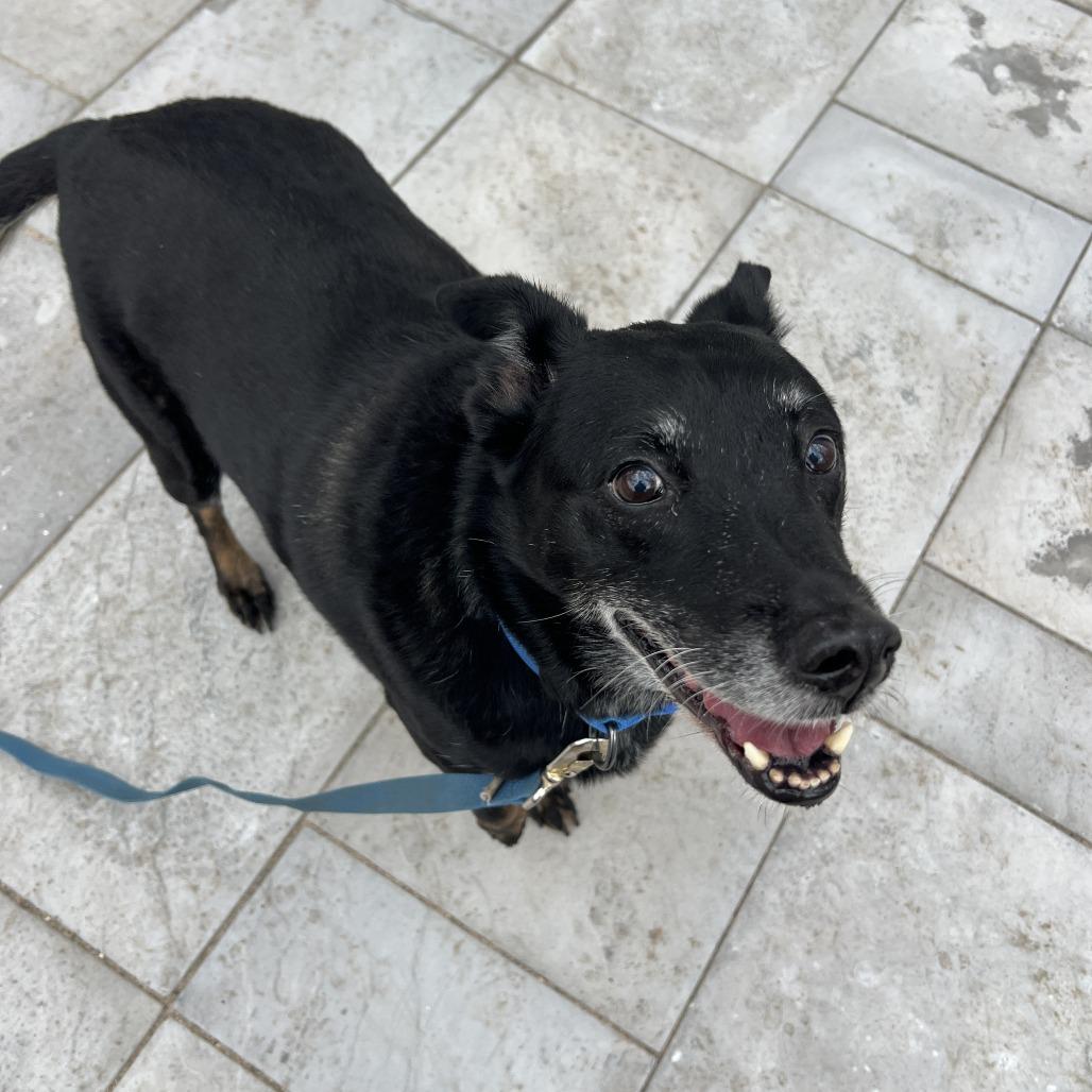 Stanley, a Adoptable Mixed Breed in Saint Cloud, MN image 3/6