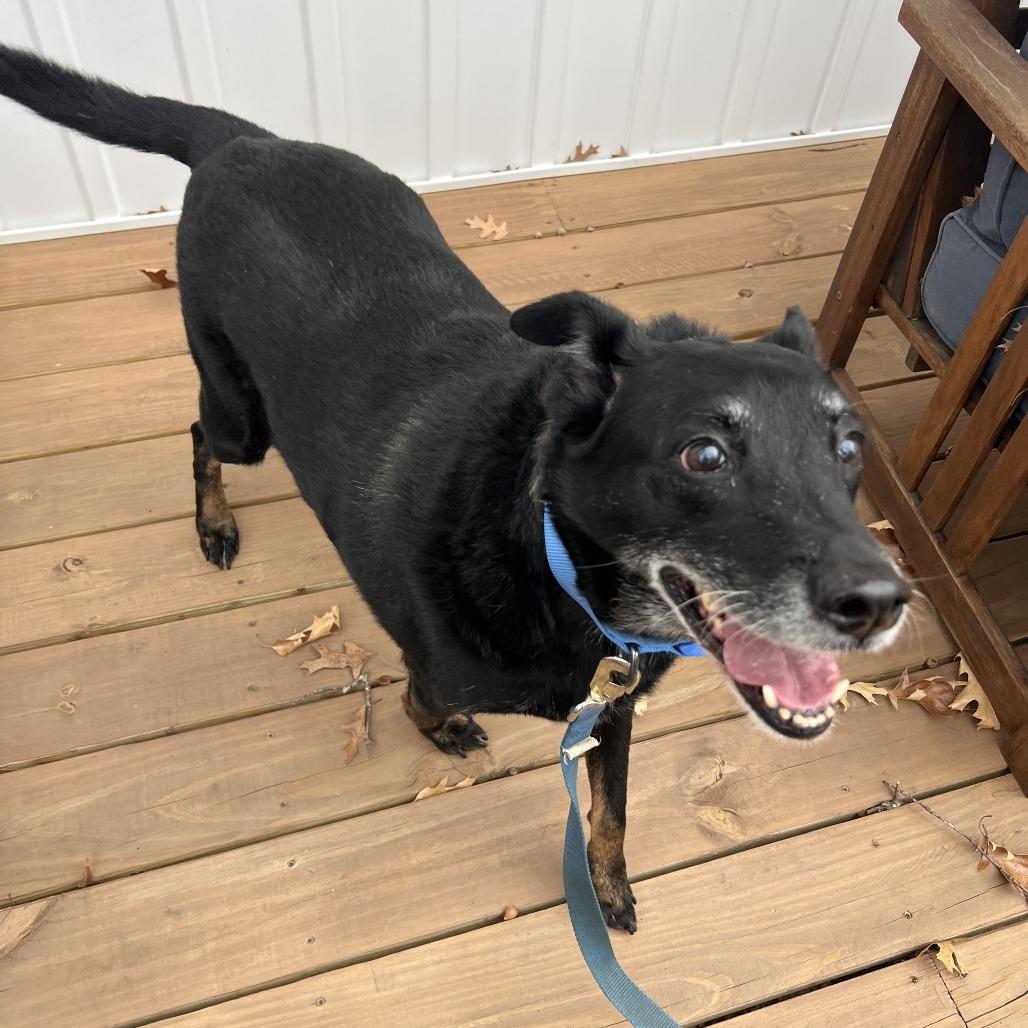 Stanley, a Adoptable Mixed Breed in Saint Cloud, MN image 4/6
