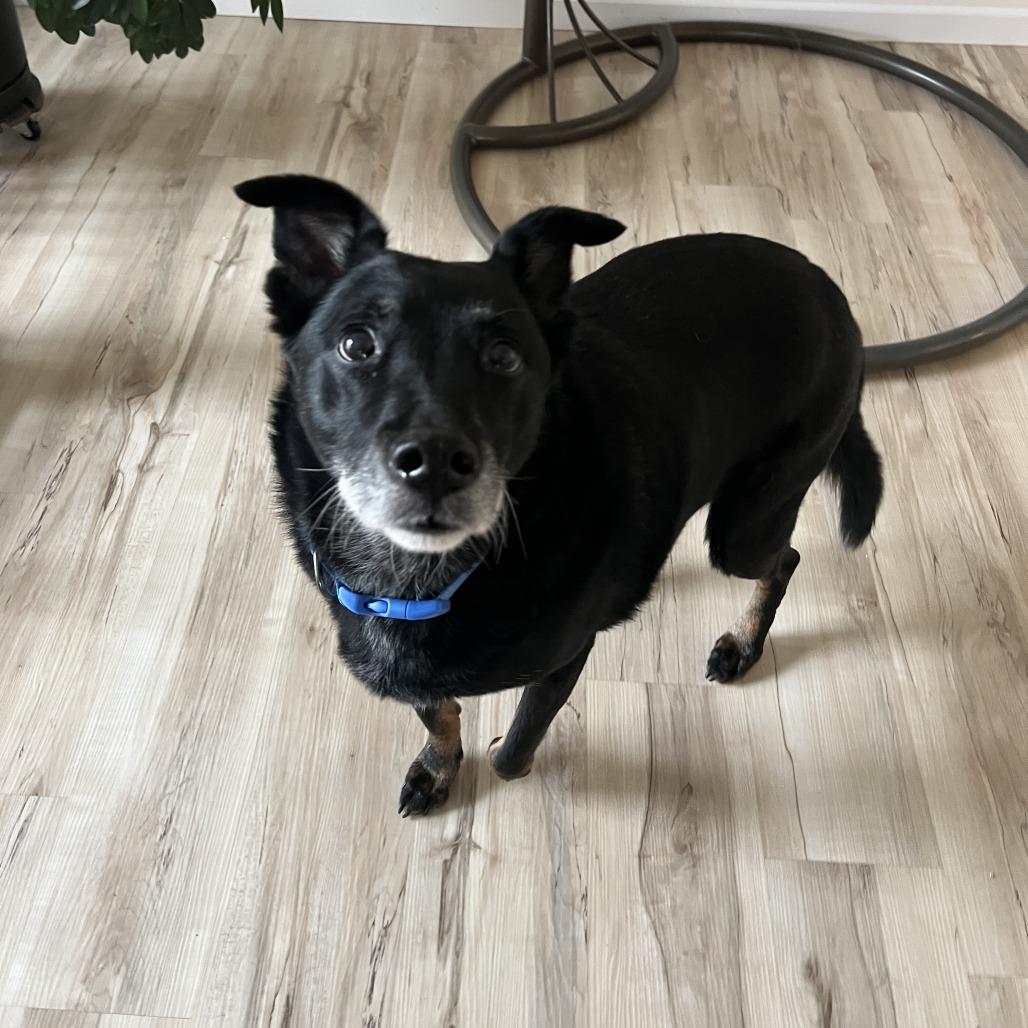 Stanley, a Adoptable Mixed Breed in Saint Cloud, MN image 5/6
