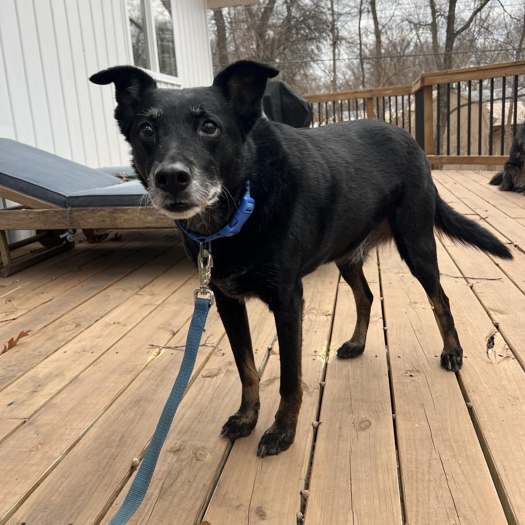 Stanley, a Adoptable Mixed Breed in Saint Cloud, MN image 6/6