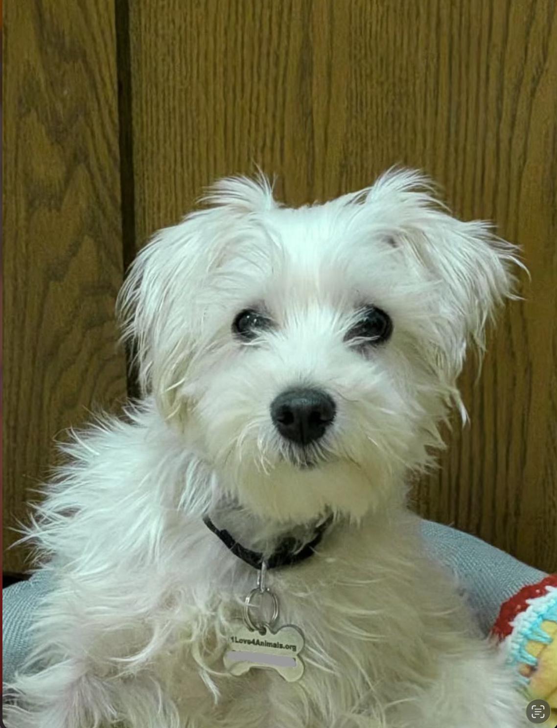 Lottie, adopted, Young Female West Highland White Terrier / Westie & Schnauzer.