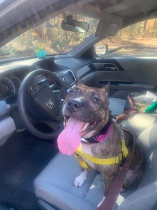 Harley — thumbnail 2