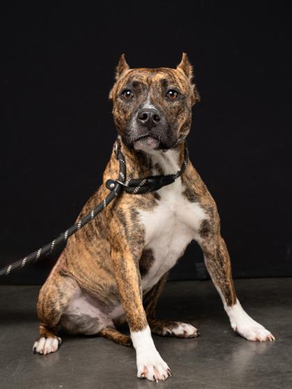 Harley — thumbnail 3