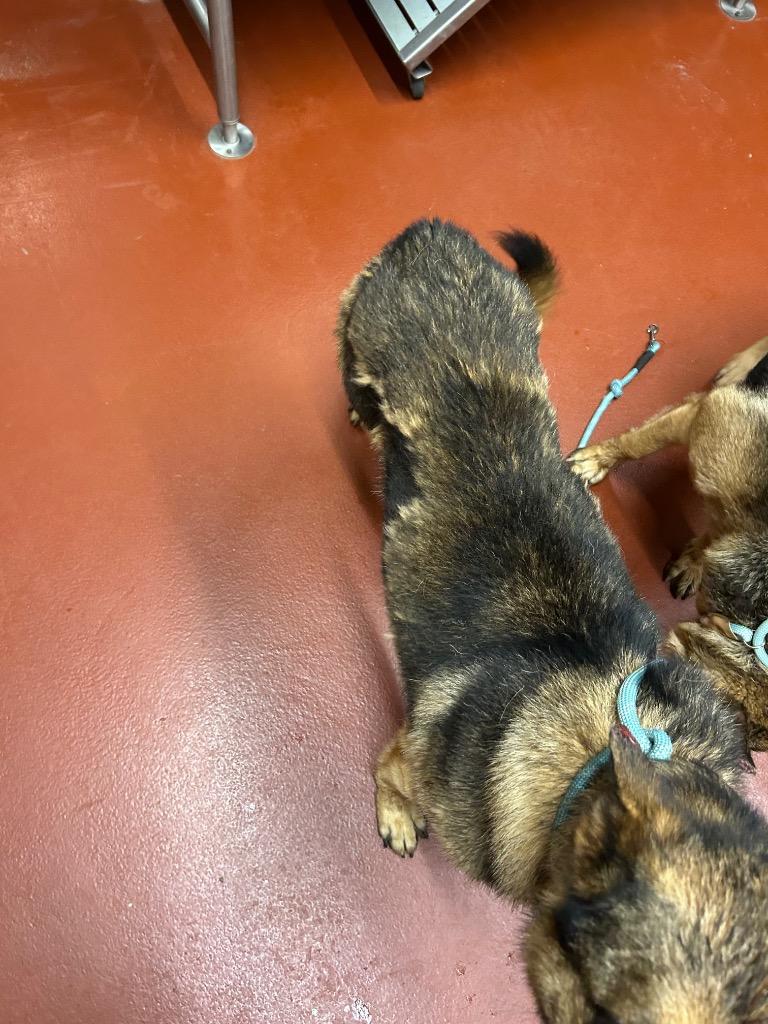 Enlarge Keeva +, a Adoptable German Shepherd Dog in Douglasville, GA image 5/6