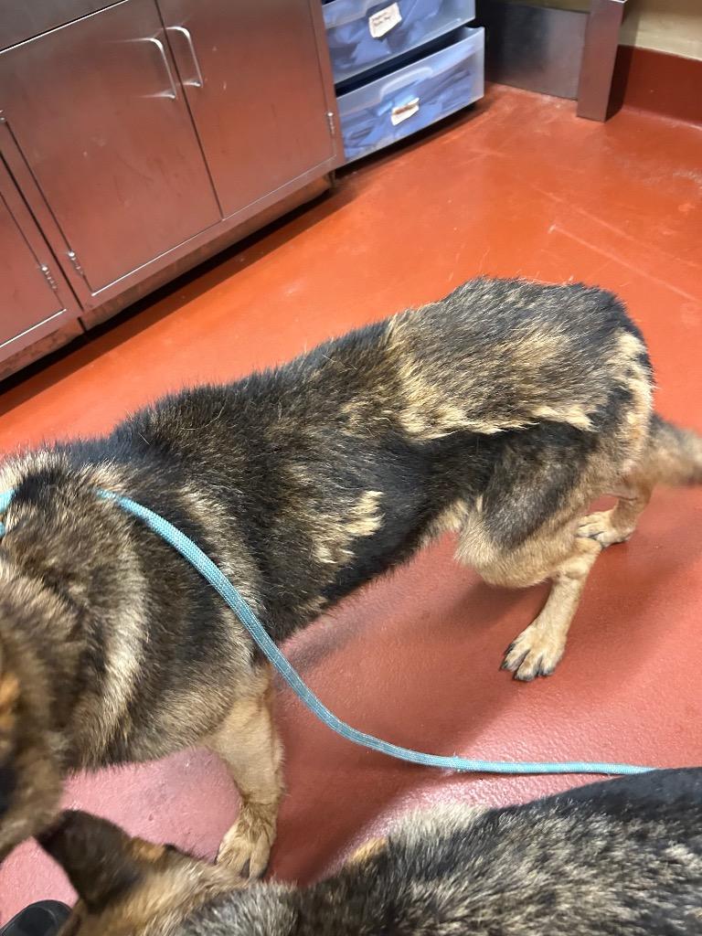 Enlarge Keeva +, a Adoptable German Shepherd Dog in Douglasville, GA image 6/6