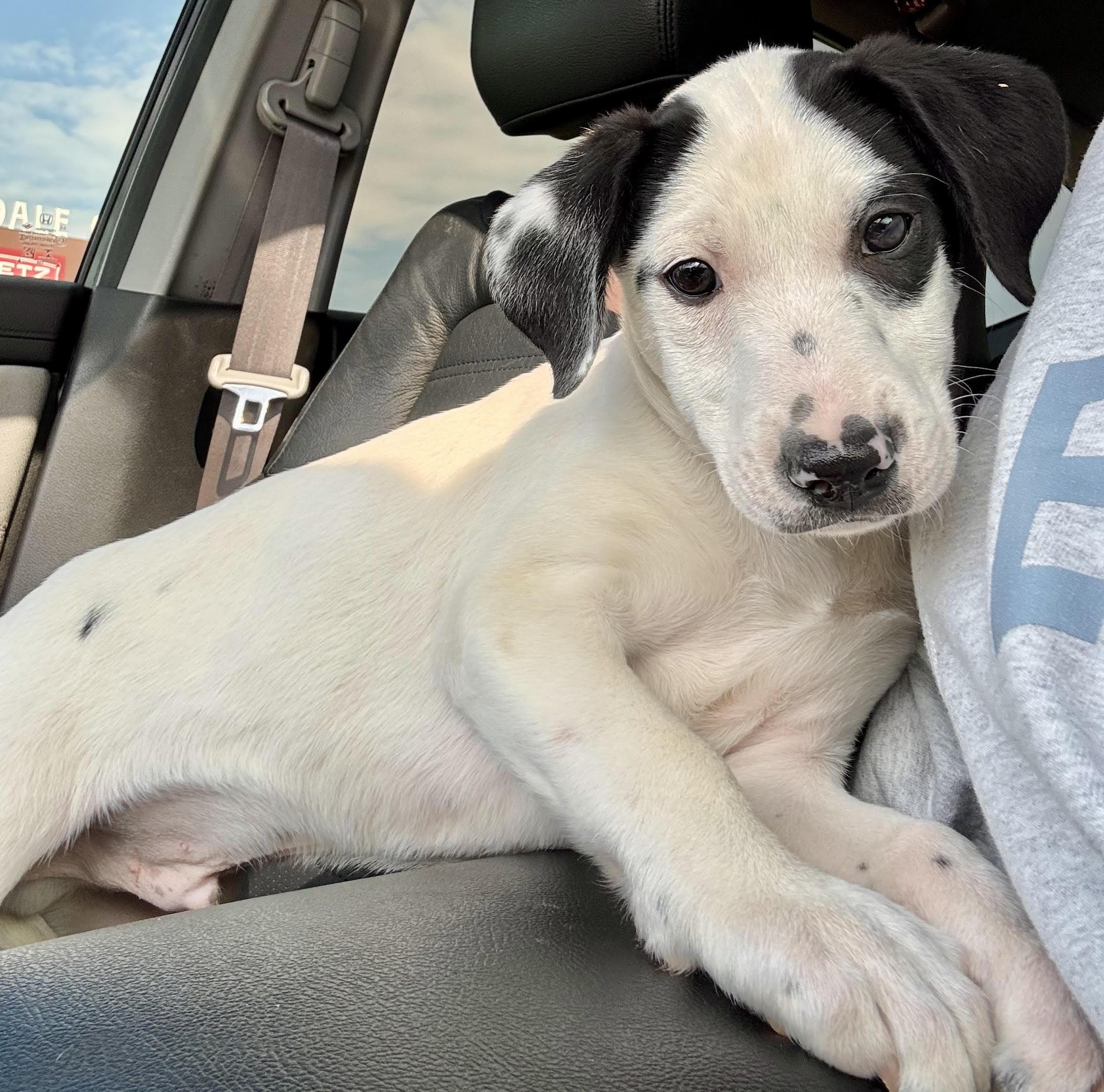 Enlarge Maverick-Available! www.lhar.dog to apply! , an adoptable mixed breed in Frederick, MD image 1/6