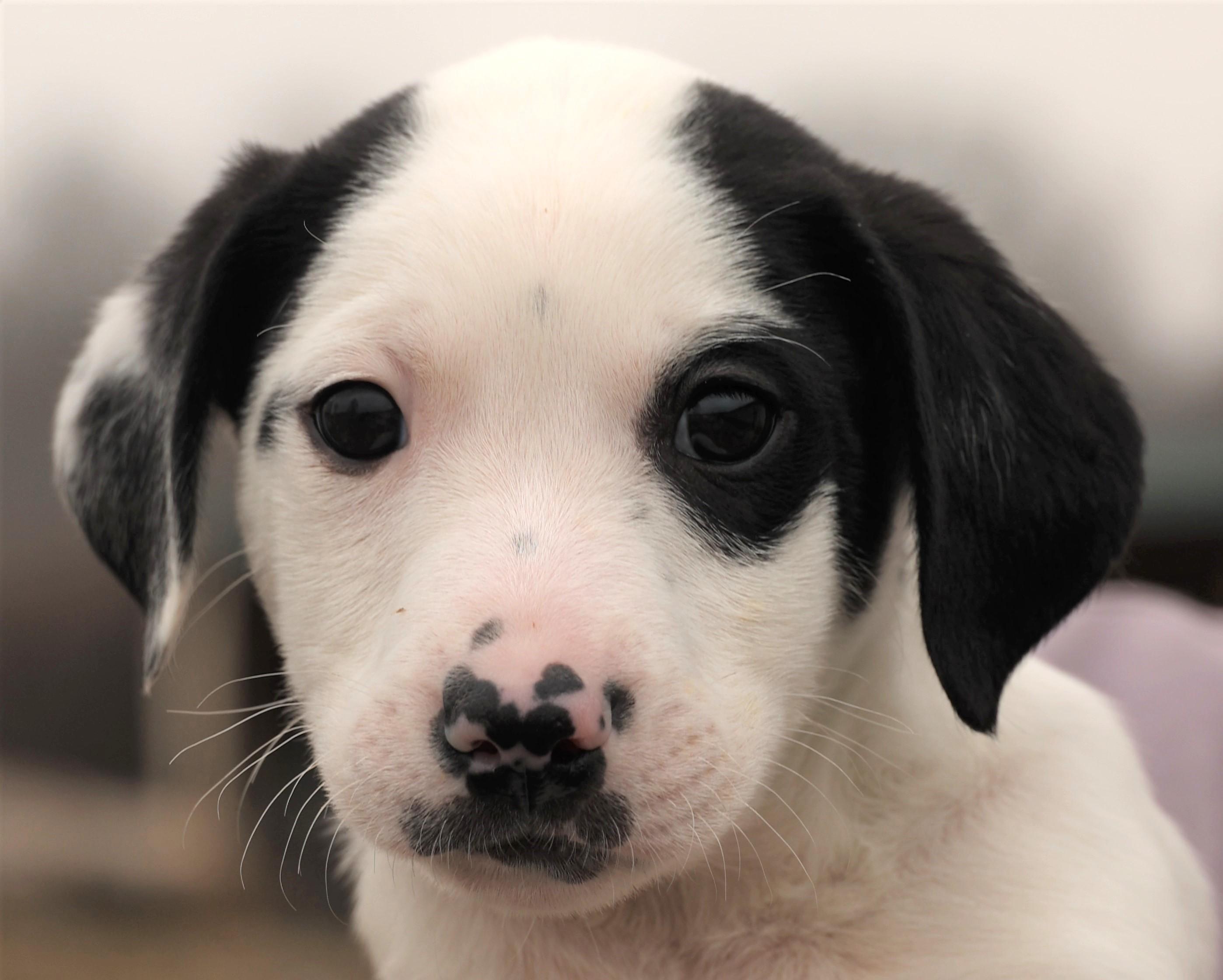 Enlarge Maverick-Available! www.lhar.dog to apply! , an adoptable mixed breed in Frederick, MD image 5/6