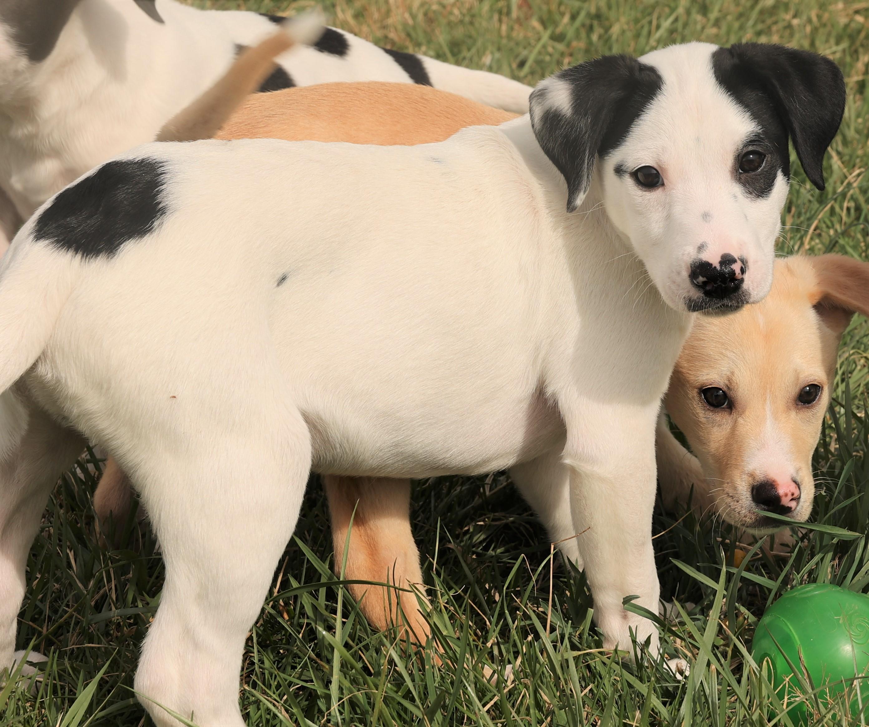 Enlarge Maverick-Available! www.lhar.dog to apply! , an adoptable mixed breed in Frederick, MD image 4/6