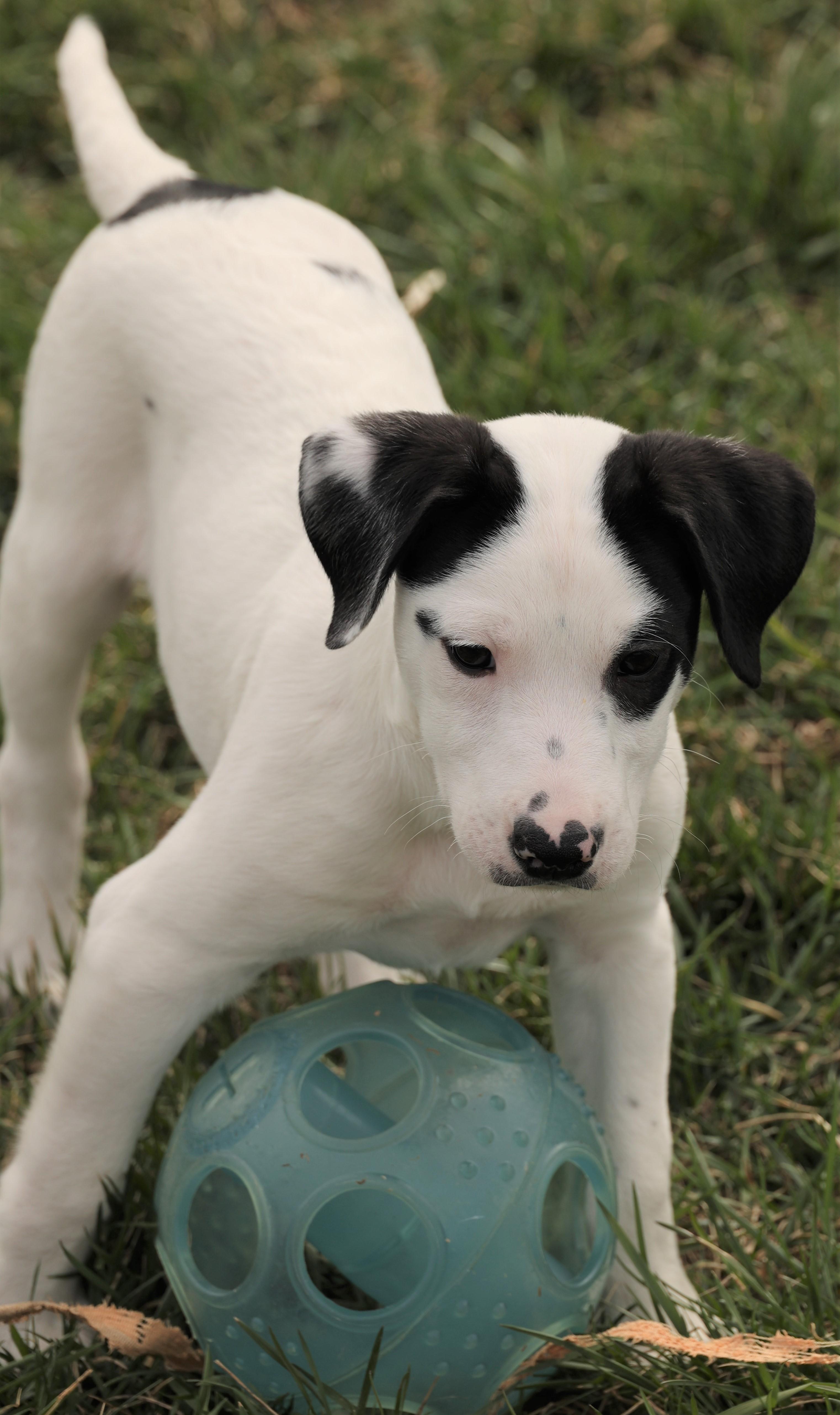 Enlarge Maverick-Available! www.lhar.dog to apply! , an adoptable mixed breed in Frederick, MD image 3/6
