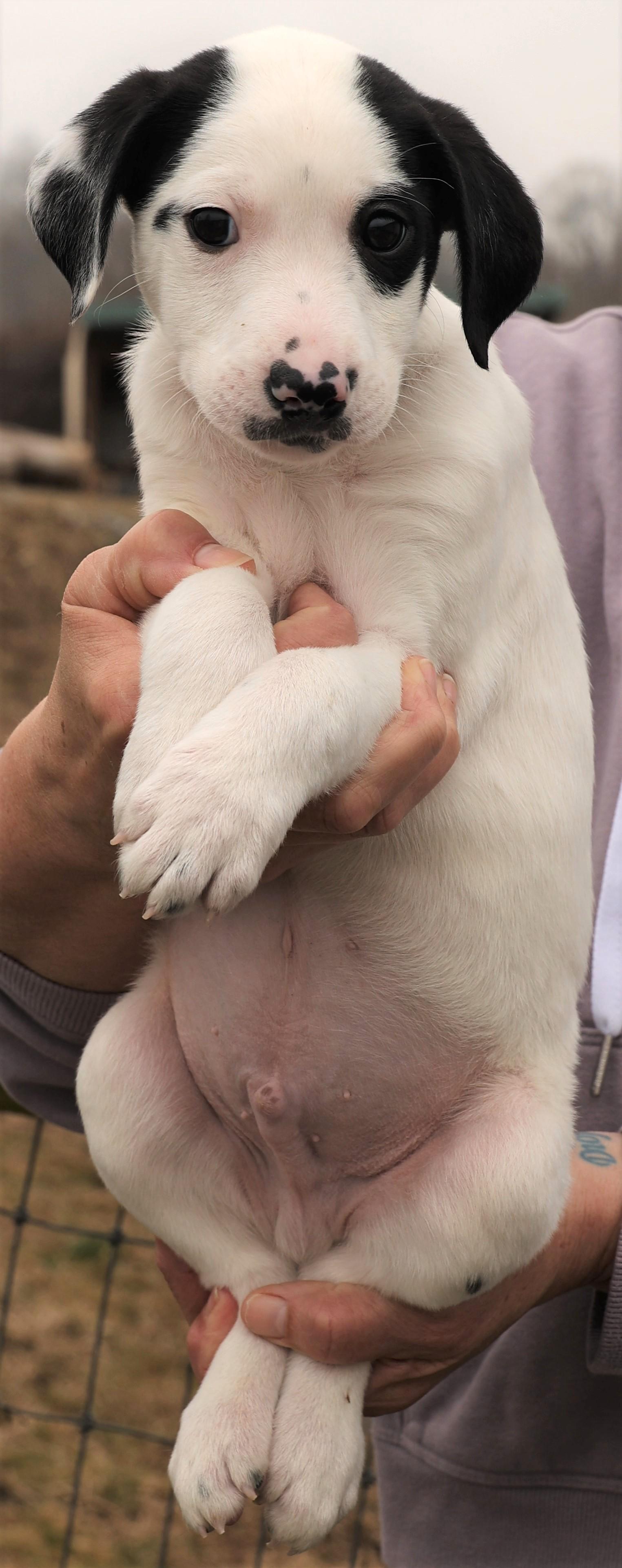 Enlarge Maverick-Available! www.lhar.dog to apply! , an adoptable mixed breed in Frederick, MD image 6/6