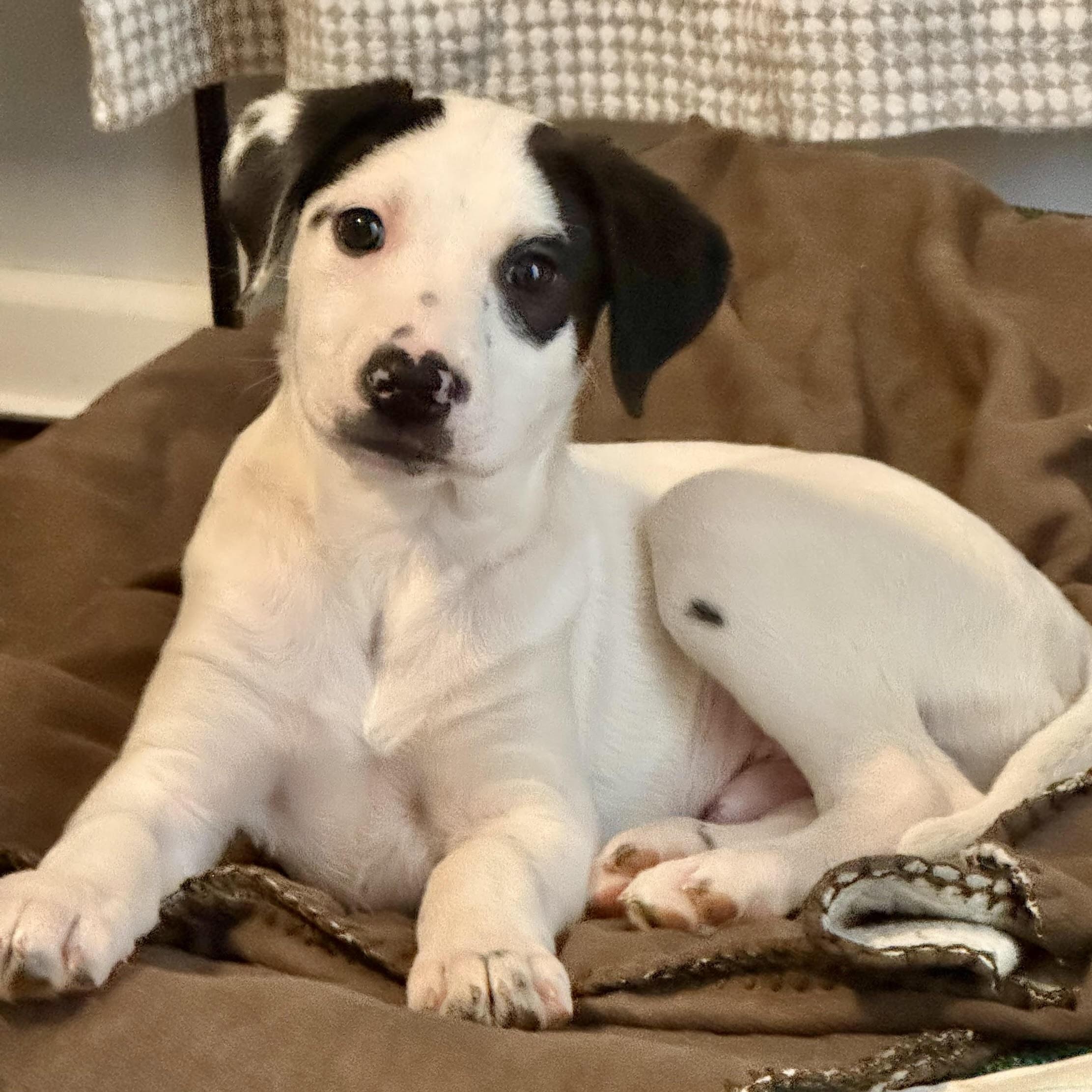 Maverick-Available! www.lhar.dog to apply! , adoptable, Puppy Male Labrador Retriever & Hound.