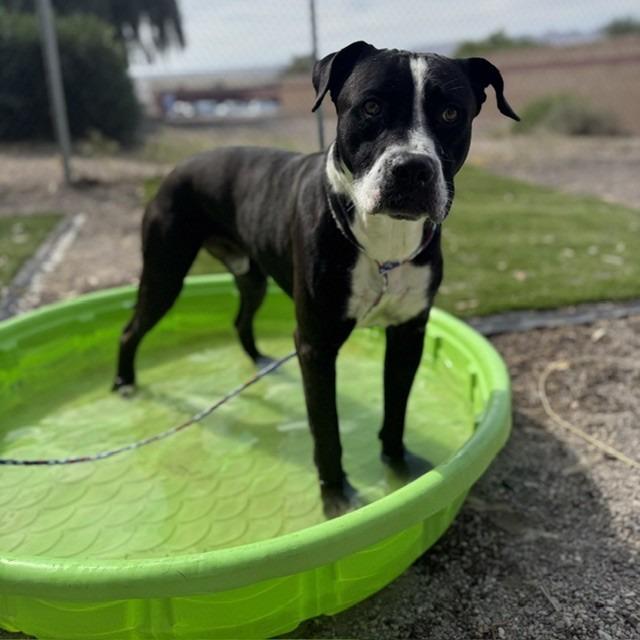 Enlarge PJ, a Adoptable mixed breed in Bullhead City, AZ image 1/3