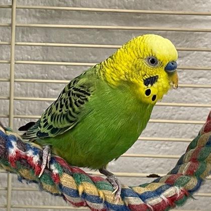 Sugar Cube, Adoptable, Adult Male Parakeet (Other) & Parakeet (Other).