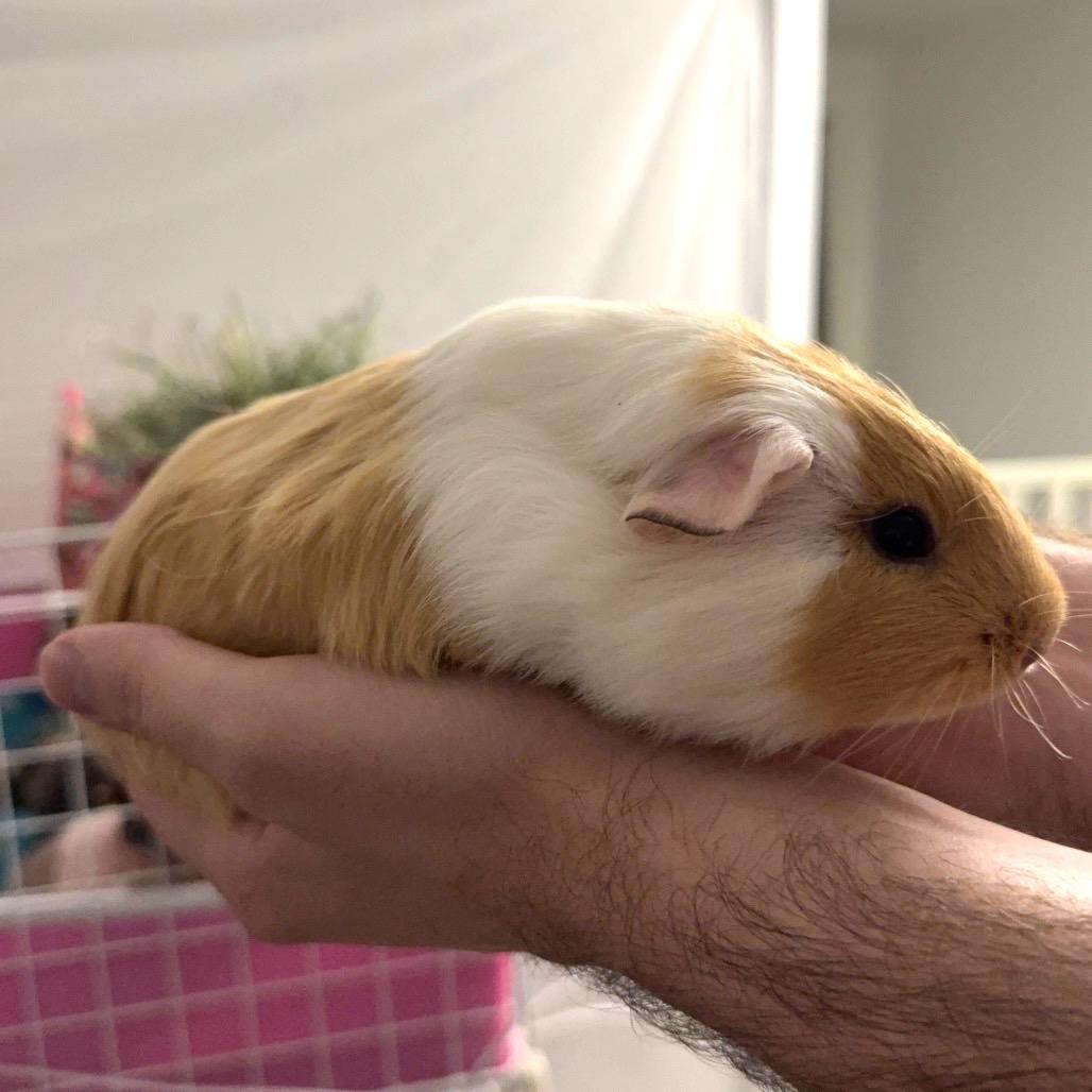 GINGER, Adoptable, Young Female Guinea Pig.